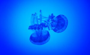 Irritazione da medusa