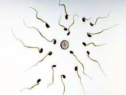 Motilità spermatozoi