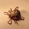 Malattia di Lyme prevenzione