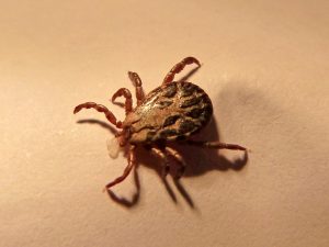 Malattia di Lyme prevenzione