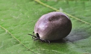 Malattia di Lyme terapia