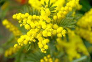 Festa della Donna meteo