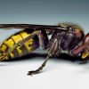 Mortale puntura di vespa